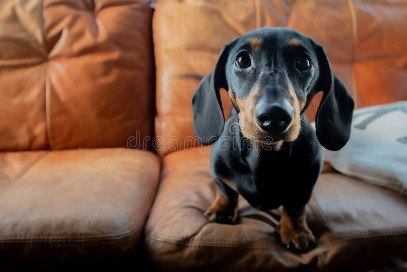 Cãozinho-dachshund sentou-se no sofá com espaço para cópia fotografia de stock