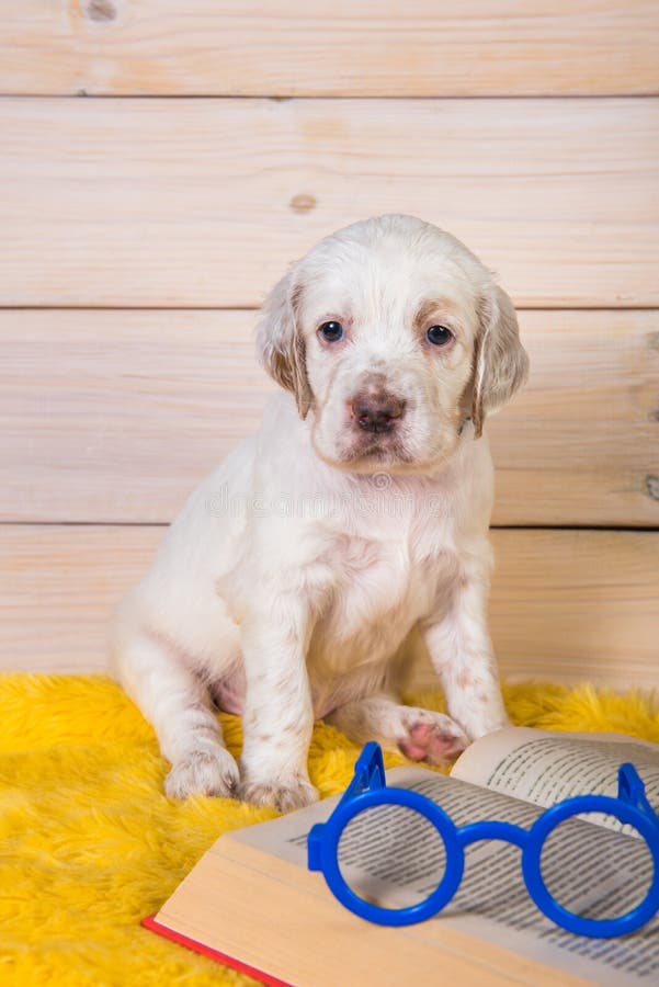 Cãozinho de setter branco está lendo livro fotografia de stock Cãozinho de setter branco está lendo livro fotografia de stock