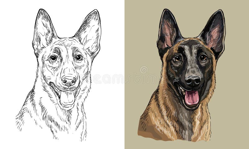 Realistic isolated head of belgian shepherd malinois dog vector hand drawing illustration monochrome and color. For decoration, coloring books, design, print, posters, postcards, stickers, t-shirt. Realistic isolated head of belgian shepherd malinois dog vector hand drawing illustration monochrome and color. For decoration, coloring books, design, print, posters, postcards, stickers, t-shirt