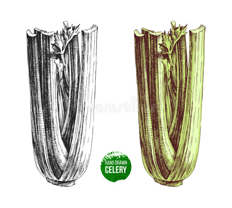 Céleri tiré par la main illustration de vecteur. Illustration du