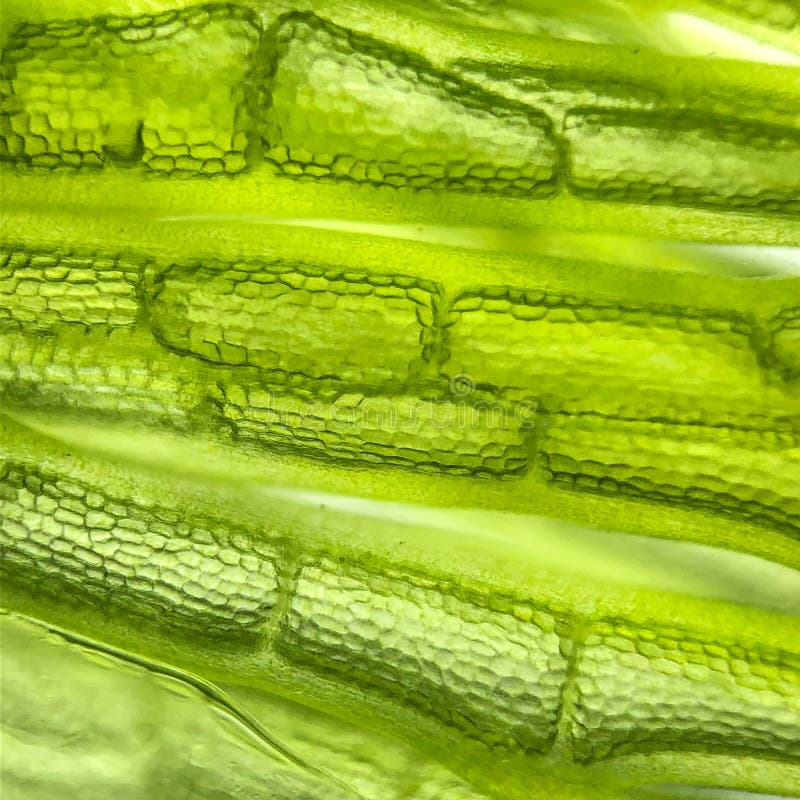 célula micro de las algas del organismo del enfoque