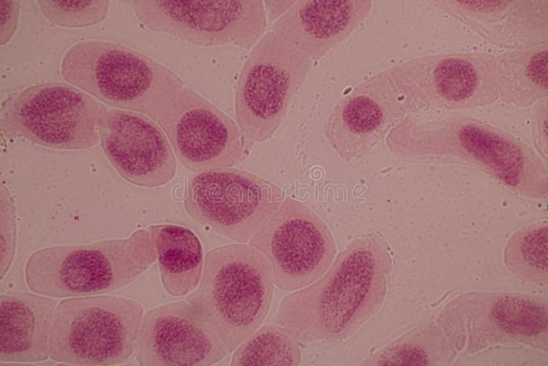 Célula em mitose na ponta da raiz da cebola sob um microscópio fotografia de stock royalty free