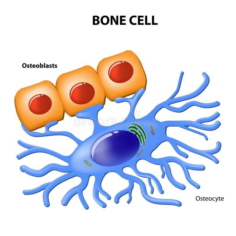 Bone cells. osteoblasts and osteocyte. Bone cells. osteoblasts and osteocyte.