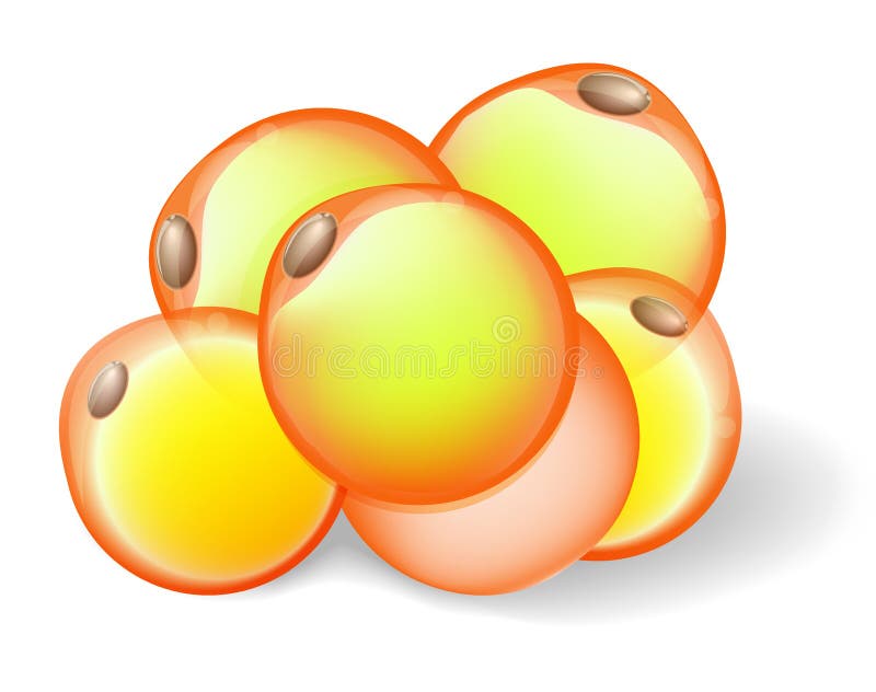 Fat Cells from white adipose tissue. adipocytes. Vector diagram. Fat Cells from white adipose tissue. adipocytes. Vector diagram