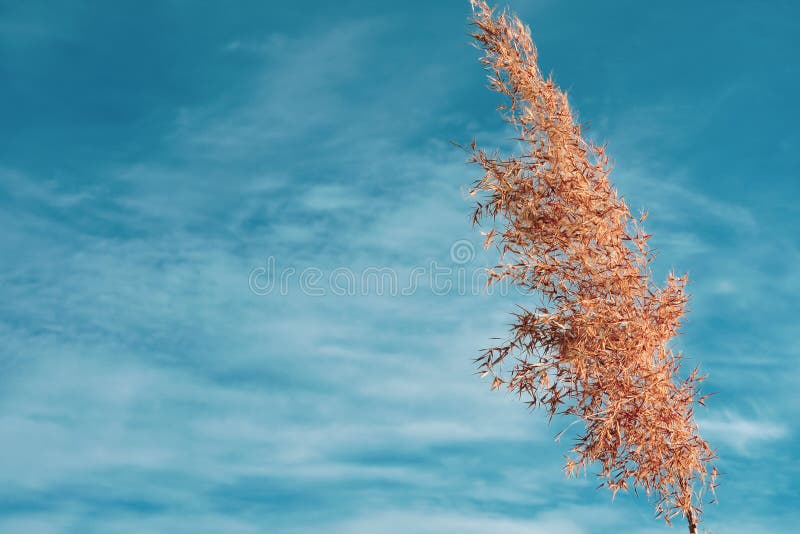 Céu azul com a cabeça de um junco fotos de stock royalty free Céu azul com a cabeça de um junco fotos de stock royalty free