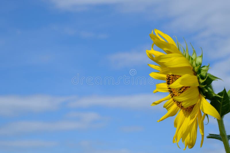 Céu azul com flor do sol imagem de stock Céu azul com flor do sol imagem de stock