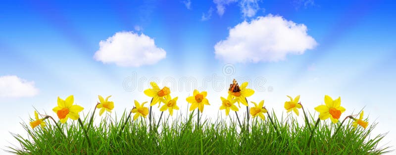 Green grass and yellow narcissus.Easter background.Blue spring sky and yellow daffodil. Green grass and yellow narcissus.Easter background.Blue spring sky and yellow daffodil.