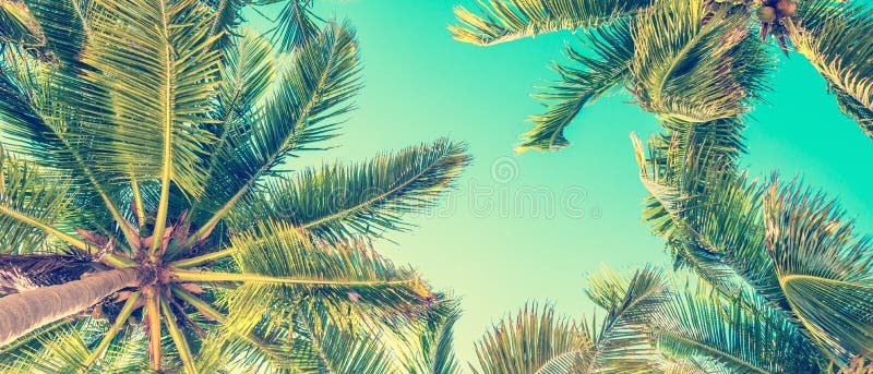 Blue sky and palm trees view from below, vintage style, summer panoramic background. Blue sky and palm trees view from below, vintage style, summer panoramic background