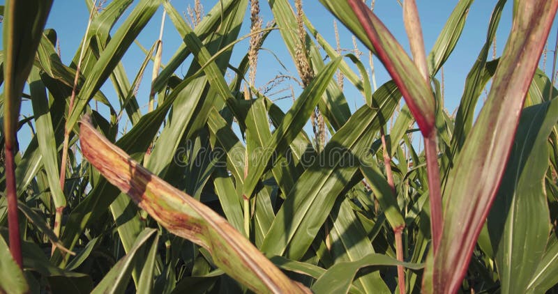 Céu azul sem nuvens acima do pé de milho agrícola no campo