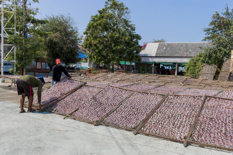Cómo hacer el calamar secado con luz del sol natural en el pueblo de la provincia Tailandia de Pranburi, el 27 de abril de 2017 fotos de archivo Cómo hacer el calamar secado con luz del sol natural en el pueblo de la provincia Tailandia de Pranburi, el 27 de abril de 2017 fotos de archivo