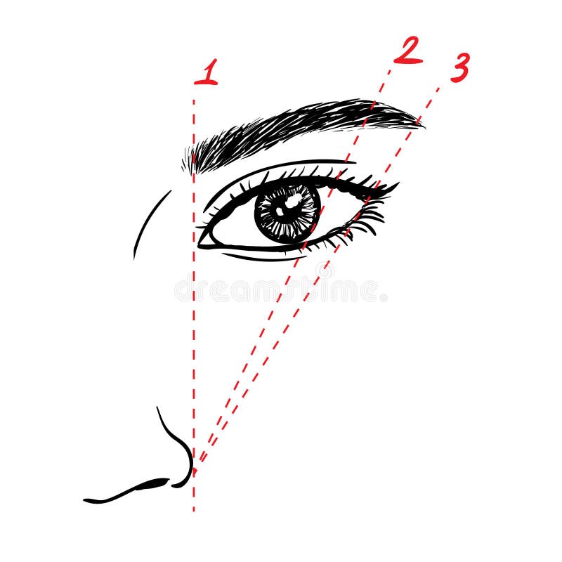 Cómo pintar las cejas stock de ilustración Cómo pintar las cejas stock de ilustración