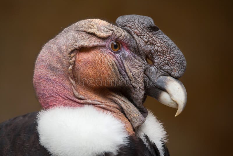 Cóndor andino y x28; Gryphus& x29 del Vultur; imagen de archivo libre de regalías Cóndor andino y x28; Gryphus& x29 del Vultur; imagen de archivo libre de regalías