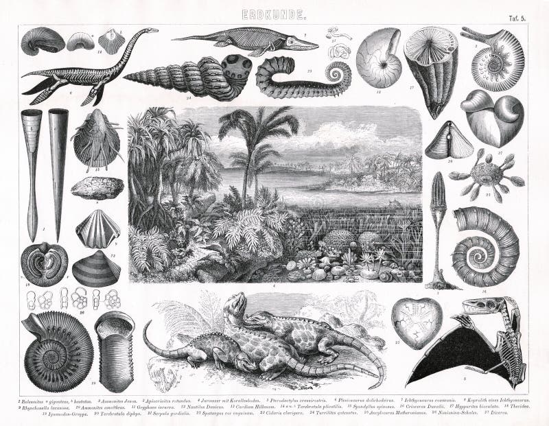 Cópia 1874 antiga de vegetais e animal jurássicos e cambrianos de Prheistoric do período ilustração do vetor Cópia 1874 antiga de vegetais e animal jurássicos e cambrianos de Prheistoric do período ilustração do vetor