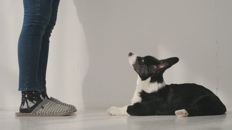Córgi preto e branco olha para o dono em casa imagens de stock