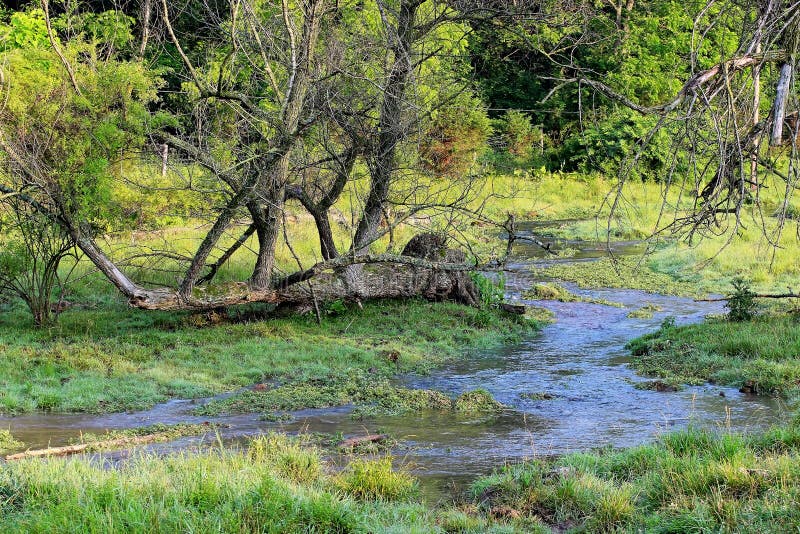 Córrego do prado imagem de stock Córrego do prado imagem de stock