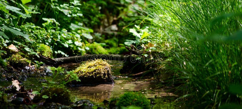 Córrego escondido na floresta selvagem fotografia de stock Córrego escondido na floresta selvagem fotografia de stock