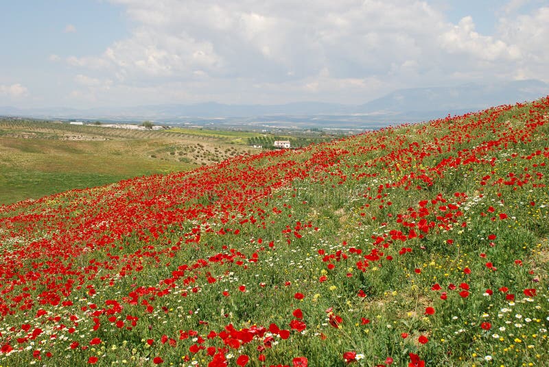 A hill covered with poppies and camomiles in printer in Granada, in spain. A hill covered with poppies and camomiles in printer in Granada, in spain.