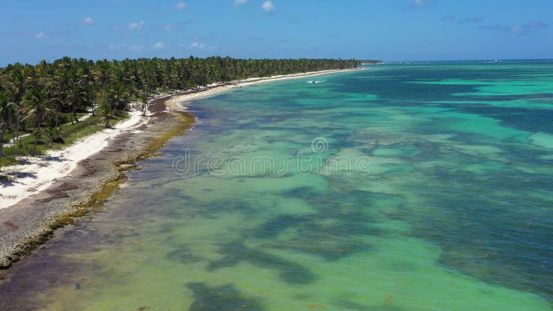 Côte tropicale avec cocotiers palmiers sur l'île près de la mer caraïbe. république dominicaine banque de vidéos