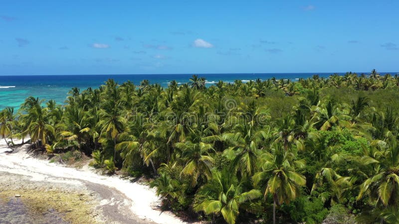Côte tropicale avec cocotiers palmiers sur l'île près de la mer caraïbe. république dominicaine banque de vidéos