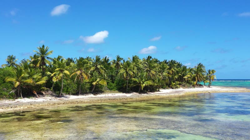 Côte tropicale avec cocotiers palmiers sur l'île près de la mer caraïbe. république dominicaine banque de vidéos