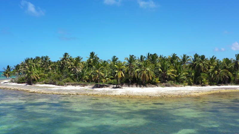 Côte tropicale avec cocotiers palmiers sur l'île près de la mer caraïbe. république dominicaine banque de vidéos