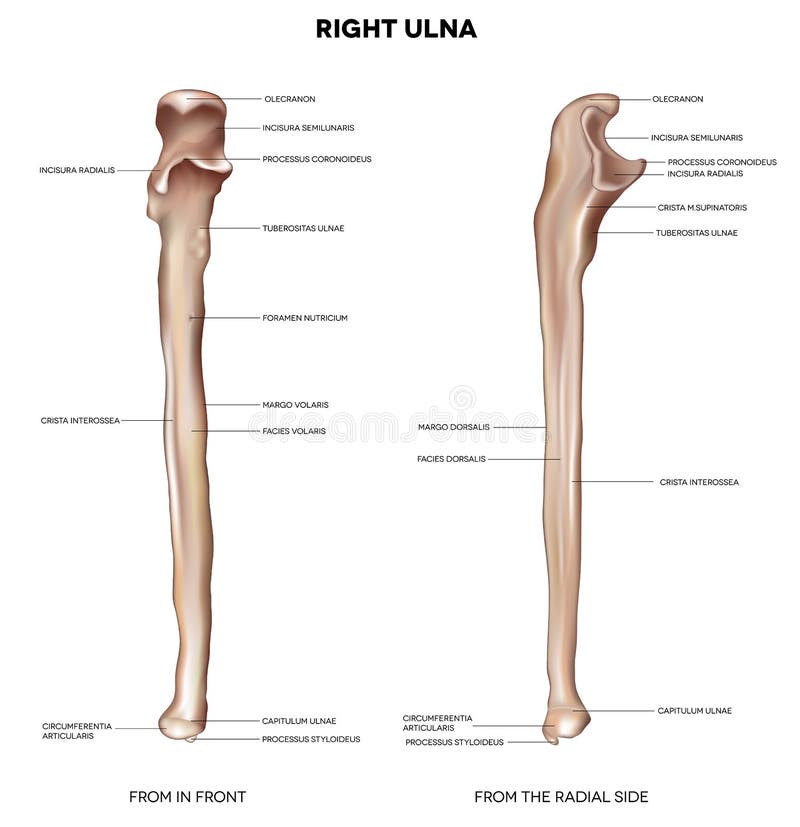 Ulna. Detailed medical illustration from in front and the radial side. Latin medical terms. Isolated on a white background. Ulna. Detailed medical illustration from in front and the radial side. Latin medical terms. Isolated on a white background.