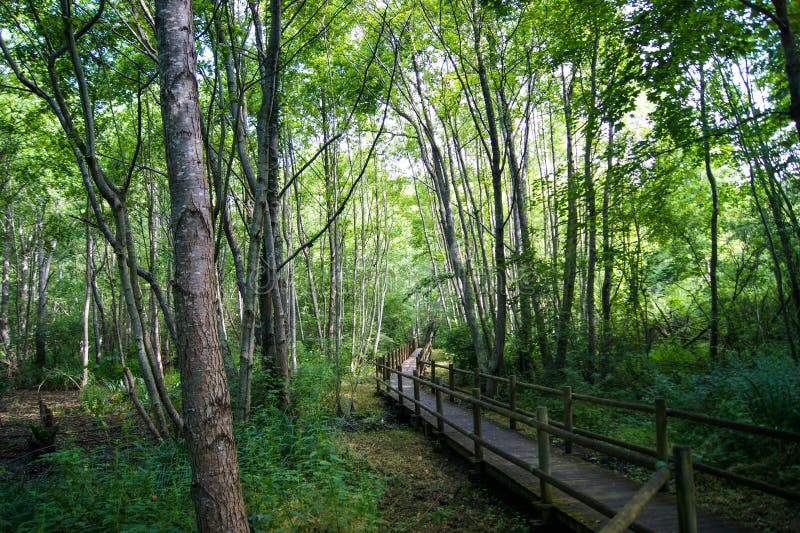 Cărare de lemn peste parcul natural Beauvos stock photo