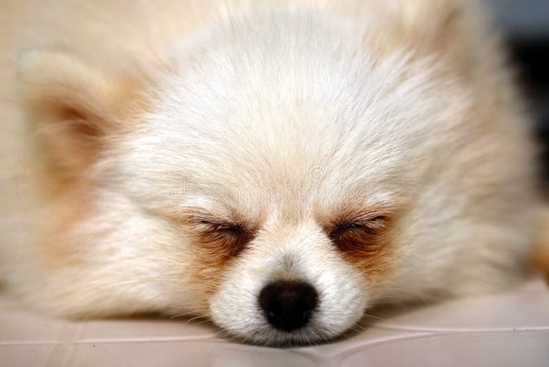 Cățel drăguț stock photos