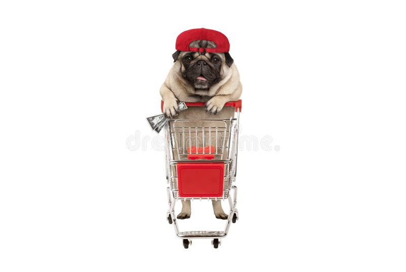 Cățeluș amuzant și fericit cu bani în mână se înclină în cărucior de cumpărături stock photo