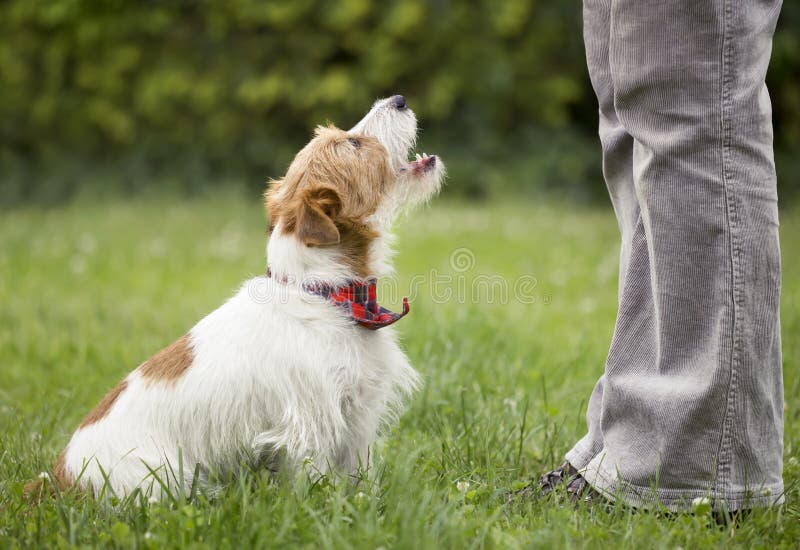 Cățeluș amuzant și fericit urlând să vorbească cu proprietarul său royalty free stock image
