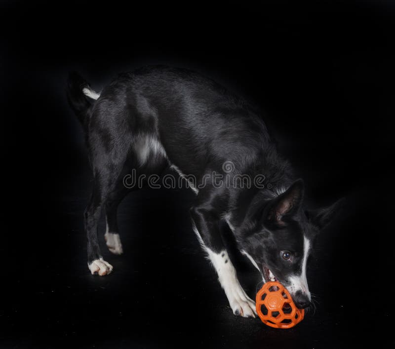 Cățeluș border collie stock image