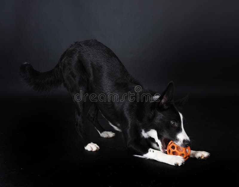 Cățeluș Border Collie royalty free stock photo