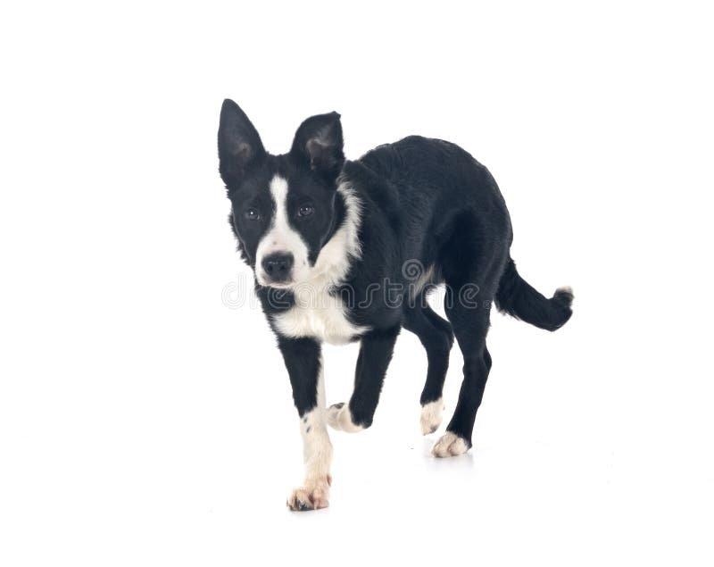 Cățeluș bordură collie stock image