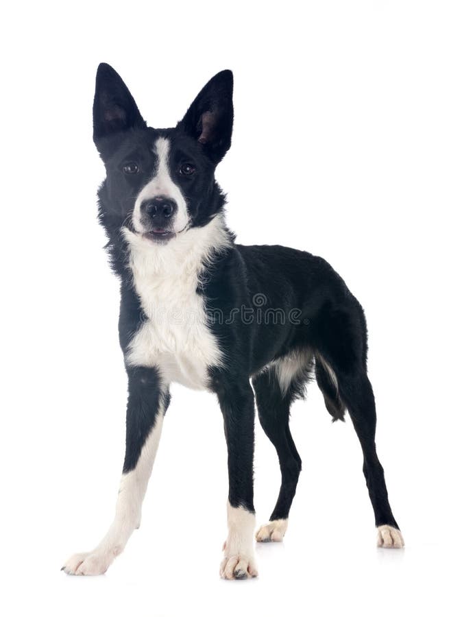 Cățeluș bordură collie royalty free stock photography
