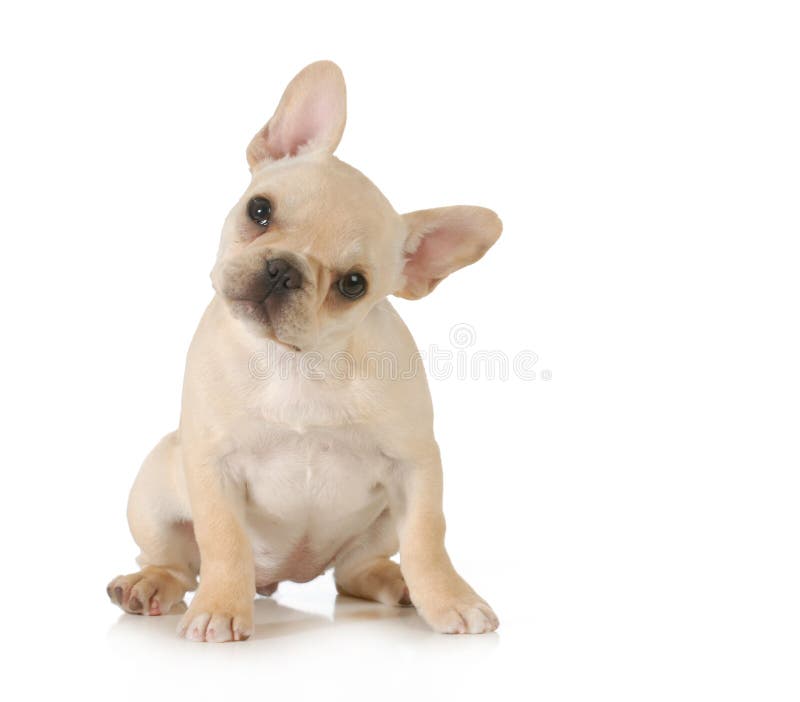 Cățeluș curios royalty free stock photo