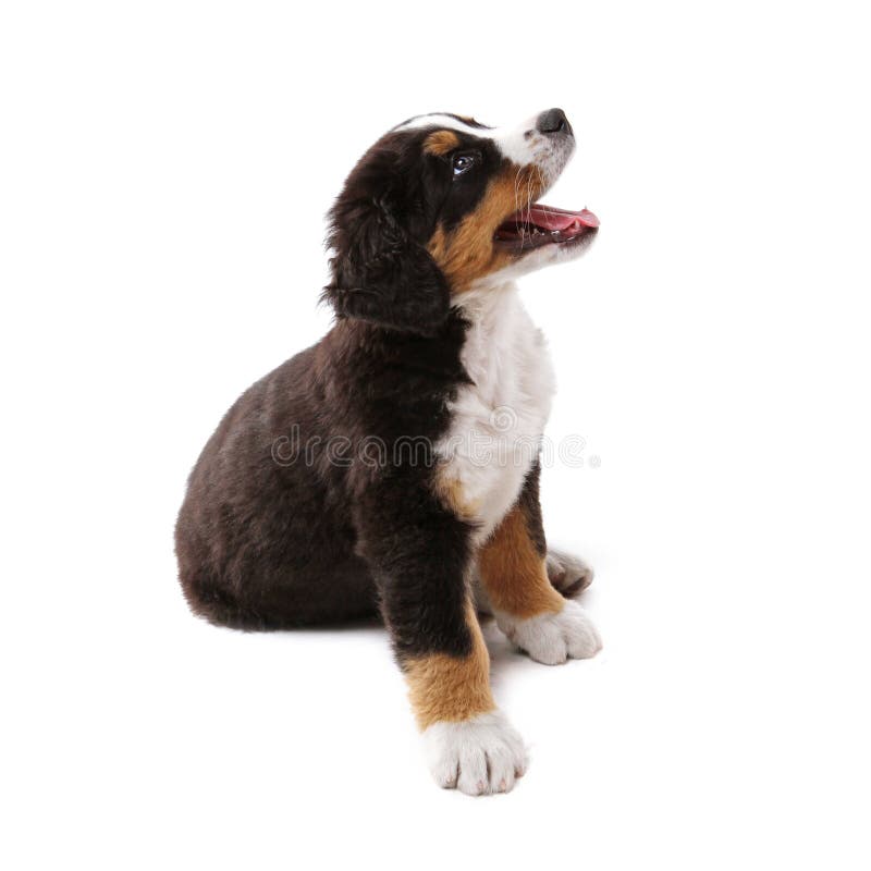 Cățeluș stock images