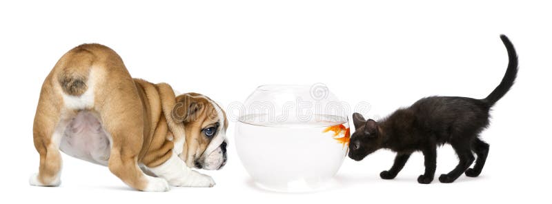 Cățeluș englez și pisicuță neagră care se uită la un peștișor auriu royalty free stock photography