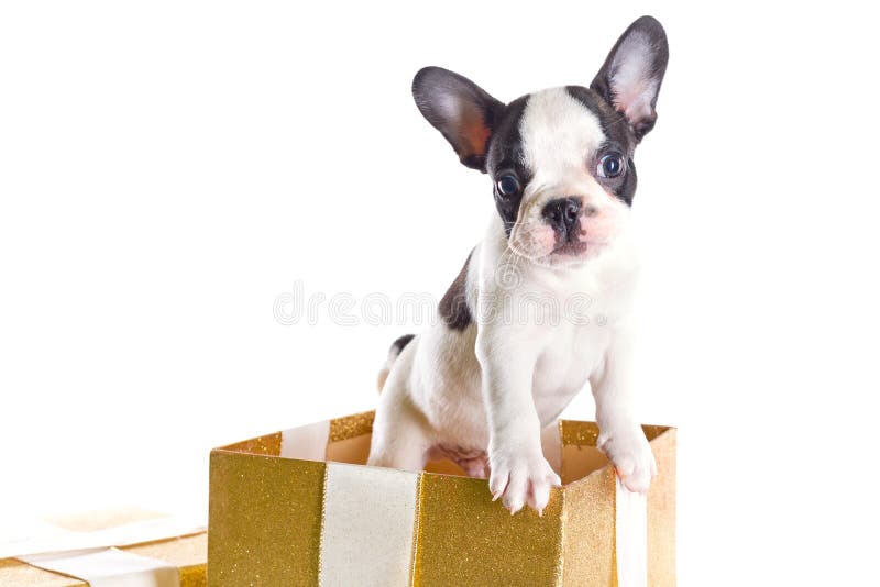 Cățeluș franțuzesc adorabil în cutia cu cadouri stock images