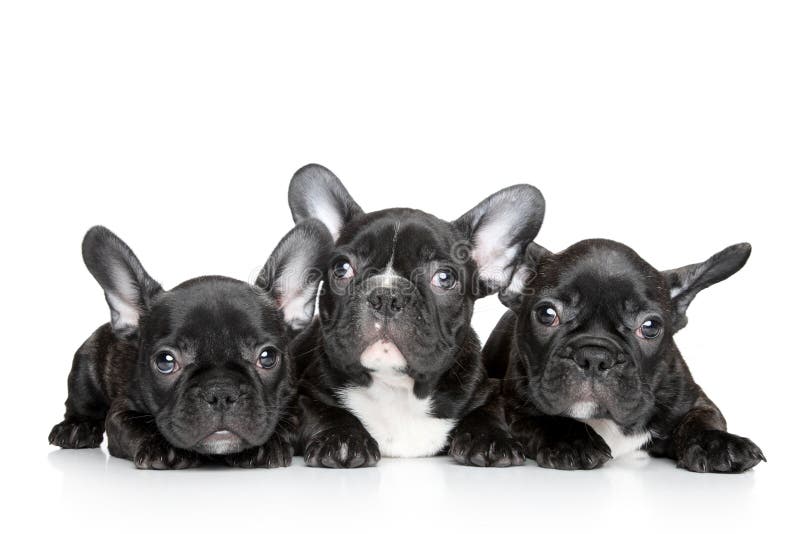 Cățeluși francezi cu buldog pe fond alb stock photos