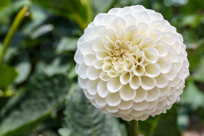 Dália Branca Na Flor Em Um Jardim Imagem de Stock - Imagem de branco,  estames: 43019545