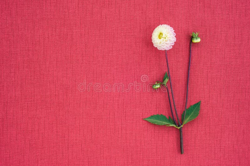 Dália Branca Na Lona Cor-de-rosa Brilhante Com Espaço Da Cópia Foto de  Stock - Imagem de horizontal, brilhante: 147330002