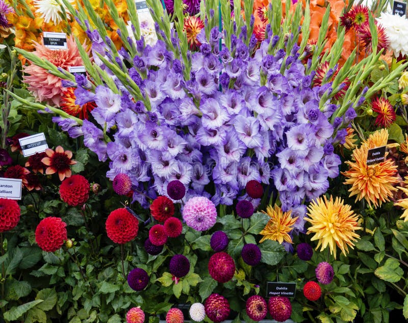 Dália Na Exposição Com Tipos De Flor Foto de Stock - Imagem de bonito,  botânica: 88288634