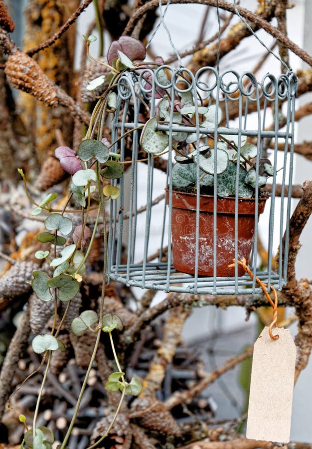 Décoration D'intérieur Faite De Brindilles Naturelles Décoration  D'intérieur Contemporaine Photo stock - Image du composition, calme:  271697354