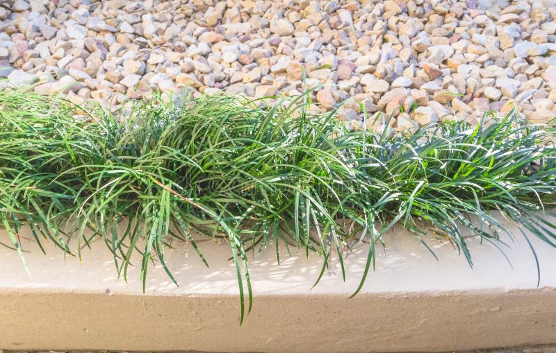 Pique-nique De Jardin Esthétique Avec Une Tasse De Café Beau Verre De  Cupcake De Fleurs D'eau Et Décoration De Dentelle. Chalet Image stock -  Image du dîner, rupture: 249680033