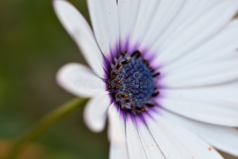 Détails De Fleur Blanche Avec La Corolle Bleue Image stock - Image du  pétale, nature: 173537647