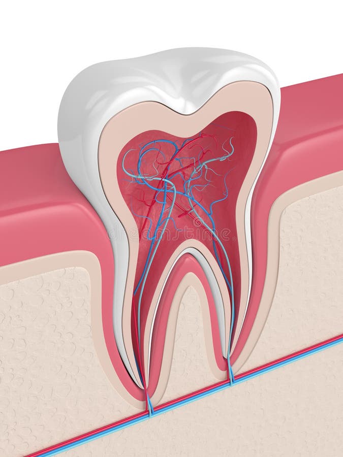 Сосуды десны. Кровеносные сосуды в зубе. Кровеносные сосуды пульпы.