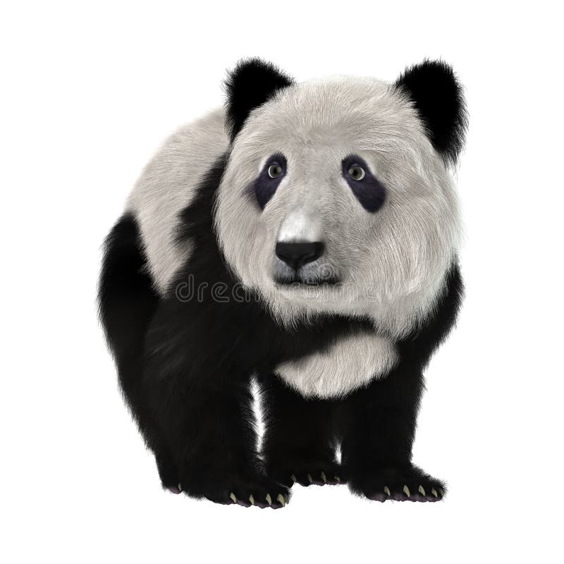 3d翻译熊猫cub 库存例证 插画包括有 3d翻译熊猫cub 库存例证 插画包括有