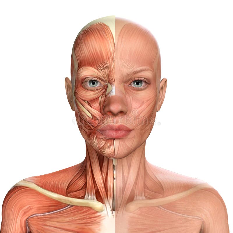 3d Abbildung der Anatomie weiblicher Gesichtsmuskeln