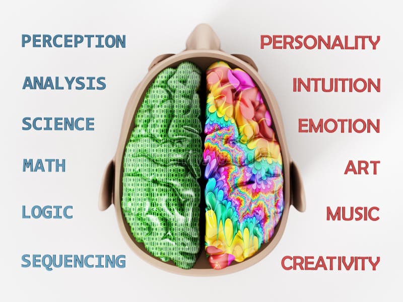 3d afbeelding van twee kwabben van het menselijk brein royalty-vrije illustratie