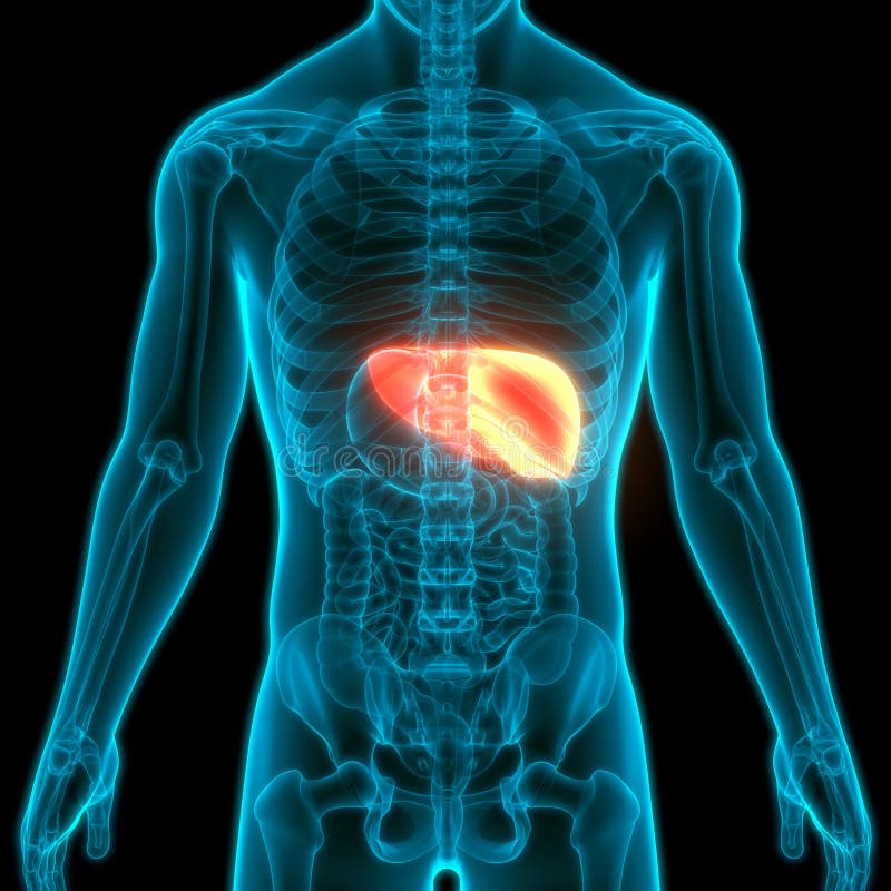 Human Internal Organs Digestive System Liver Anatomy Stock Illustration ...